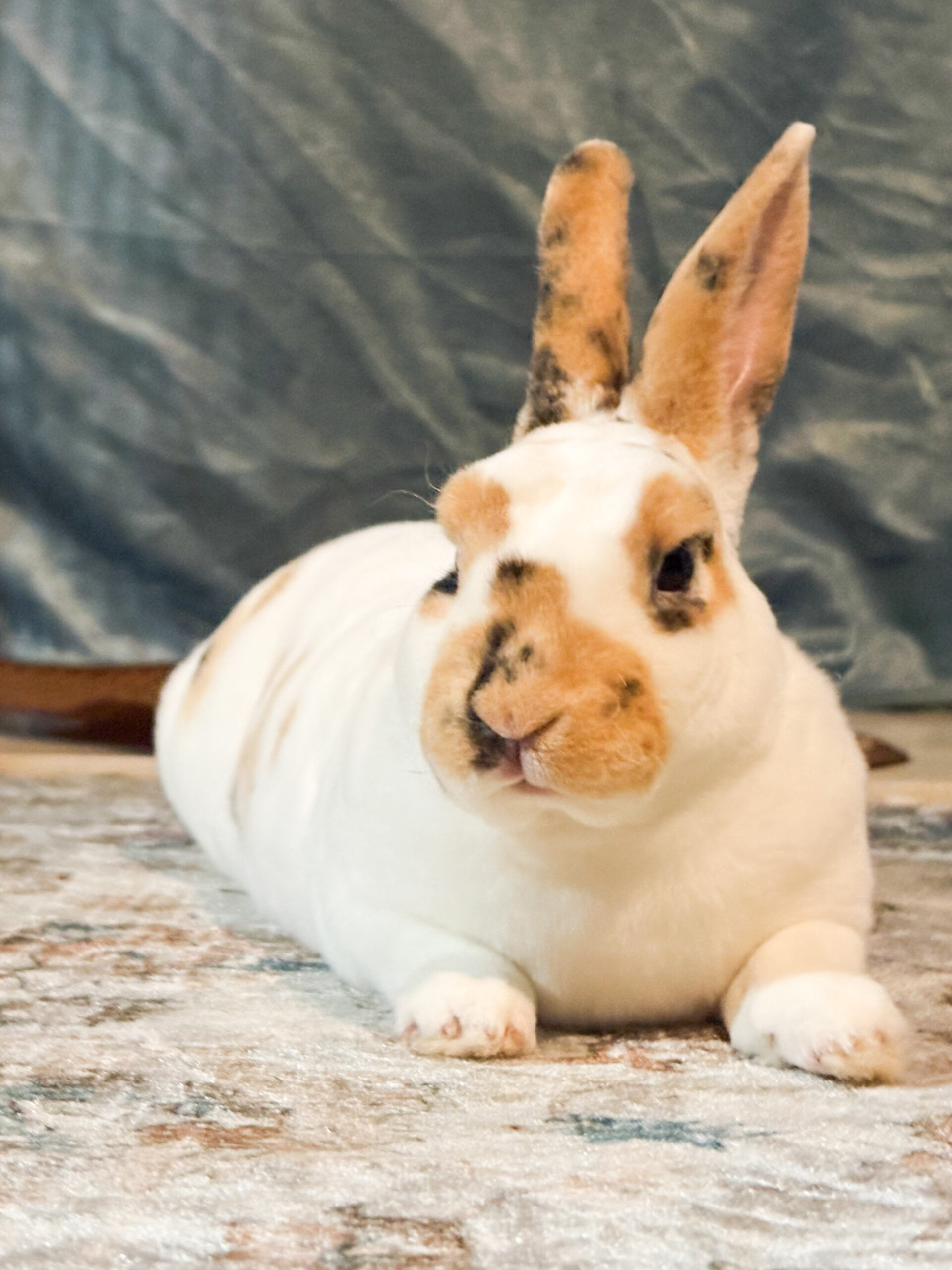 What We Believe - House rabbit advocacy