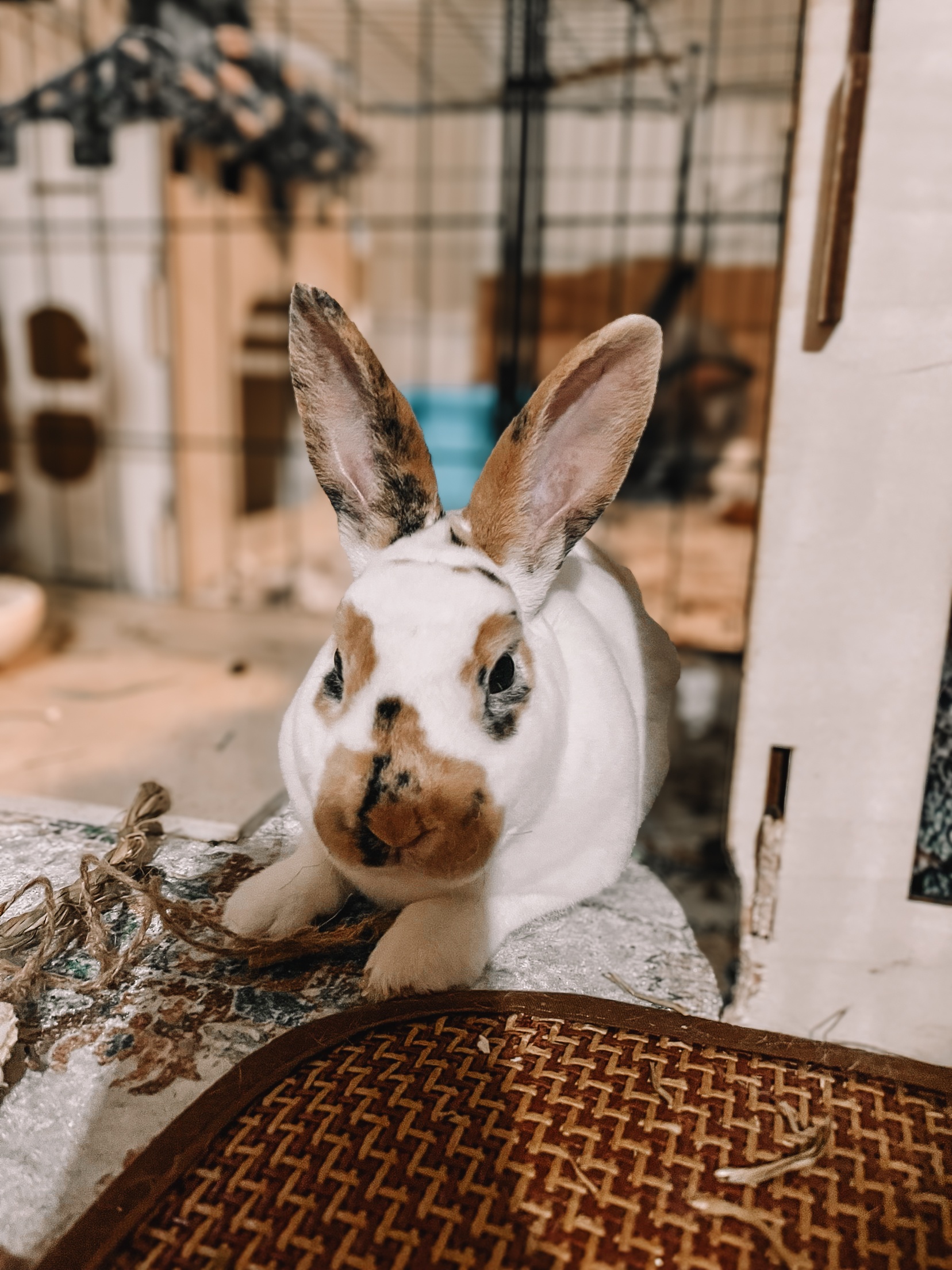 Bingo the rabbit portrait
